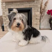 Baloo, a male Biewer for sale in Belton, SC – Photo 5 of 10