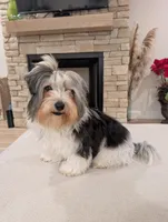 Baloo, a male Biewer for sale in Belton, SC – Photo 5 of 10