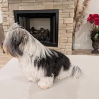 Baloo, a male Biewer for sale in Belton, SC – Photo 9 of 10