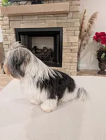 Baloo, a male Biewer for sale in Belton, SC – Photo 9 of 10