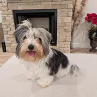 Baloo, a male Biewer for sale in Belton, SC – Photo 6 of 10