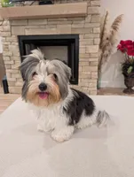 Baloo, a male Biewer for sale in Belton, SC – Photo 6 of 10