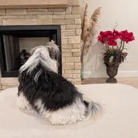 Baloo, a male Biewer for sale in Belton, SC – Photo 10 of 10