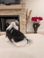 Baloo, a male Biewer for sale in Belton, SC – Photo 10 of 10