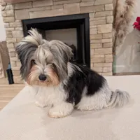 Baloo, a male Biewer for sale in Belton, SC – Photo 1 of 10