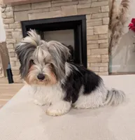 Baloo, a male Biewer for sale in Belton, SC – Photo 1 of 10