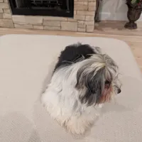 Baloo, a male Biewer for sale in Belton, SC – Photo 4 of 10