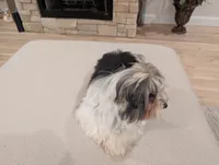 Baloo, a male Biewer for sale in Belton, SC – Photo 4 of 10