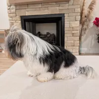 Baloo, a male Biewer for sale in Belton, SC – Photo 7 of 10