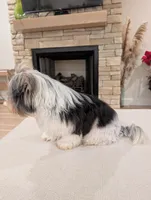 Baloo, a male Biewer for sale in Belton, SC – Photo 7 of 10