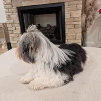 Baloo, a male Biewer for sale in Belton, SC – Photo 2 of 10