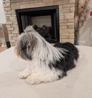 Baloo, a male Biewer for sale in Belton, SC – Photo 2 of 10
