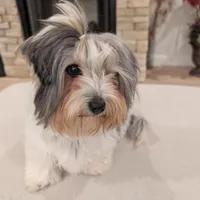 Baloo, a male Biewer for sale in Belton, SC – Photo 3 of 10