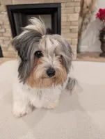 Baloo, a male Biewer for sale in Belton, SC – Photo 3 of 10