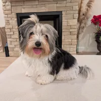 Baloo, a male Biewer for sale in Belton, SC – Photo 8 of 10