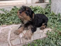 Boy "New", a male Yorkshire Terrier for sale in Belton, SC – 5 of 9