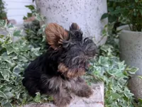 Mini girl , a female Yorkshire Terrier for sale in Belton, SC – 2 of 10