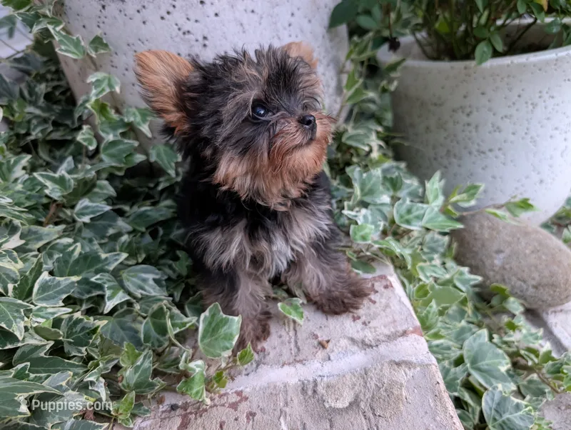 Mini girl  – Yorkshire Terrier puppy for sale in Belton, SC