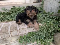 Boy "New", a male Yorkshire Terrier for sale in Belton, SC – 9 of 9