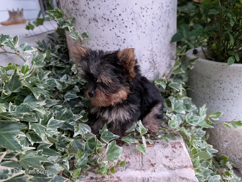Mini girl  – Yorkshire Terrier puppy for sale in Belton, SC