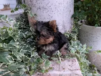 Mini girl , a female Yorkshire Terrier for sale in Belton, SC – 1 of 10