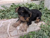 Boy "New", a male Yorkshire Terrier for sale in Belton, SC – 2 of 9
