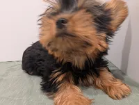 Girl 2, a female Yorkshire Terrier for sale in Belton, SC – Photo 5 of 6