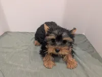 Girl 2, a female Yorkshire Terrier for sale in Belton, SC – Photo 2 of 6