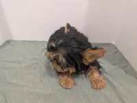 Girl 2, a female Yorkshire Terrier for sale in Belton, SC – Photo 4 of 6