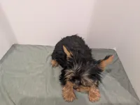 Girl 2, a female Yorkshire Terrier for sale in Belton, SC – Photo 6 of 6