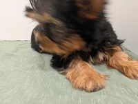 Girl 2, a female Yorkshire Terrier for sale in Belton, SC – Photo 3 of 6