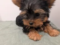 Girl 2, a female Yorkshire Terrier for sale in Belton, SC – Photo 1 of 6