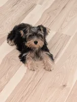 Girl #1, a female Yorkshire Terrier for sale in Belton, SC – 1 of 7