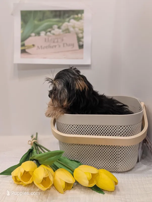 Boy – Yorkshire Terrier puppy for sale in Belton, SC