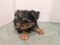 Boy, a male Yorkshire Terrier for sale in Belton, SC – Photo 2 of 2