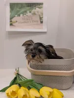 Boy, a male Yorkshire Terrier for sale in Belton, SC – 5 of 5
