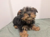 Boy, a male Yorkshire Terrier for sale in Belton, SC – Photo 1 of 2