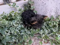Mini girl , a female Yorkshire Terrier for sale in Belton, SC – 7 of 10
