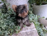 Mini girl , a female Yorkshire Terrier for sale in Belton, SC – 4 of 8