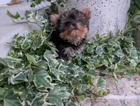 Mini girl , a female Yorkshire Terrier for sale in Belton, SC – 4 of 10