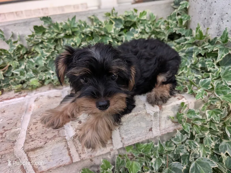 Boy "New" – Yorkshire Terrier puppy for sale in Belton, SC