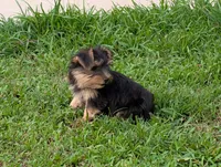 Girl #1, a female Yorkshire Terrier for sale in Belton, SC – 5 of 8