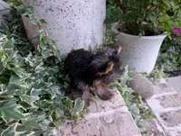 Mini girl , a female Yorkshire Terrier for sale in Belton, SC – 6 of 8