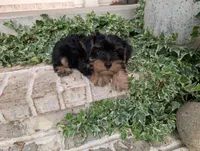 Boy "New", a male Yorkshire Terrier for sale in Belton, SC – 7 of 9