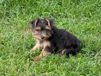 Girl #1, a female Yorkshire Terrier for sale in Belton, SC – 3 of 8