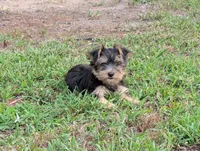 Girl #1, a female Yorkshire Terrier for sale in Belton, SC – 6 of 8