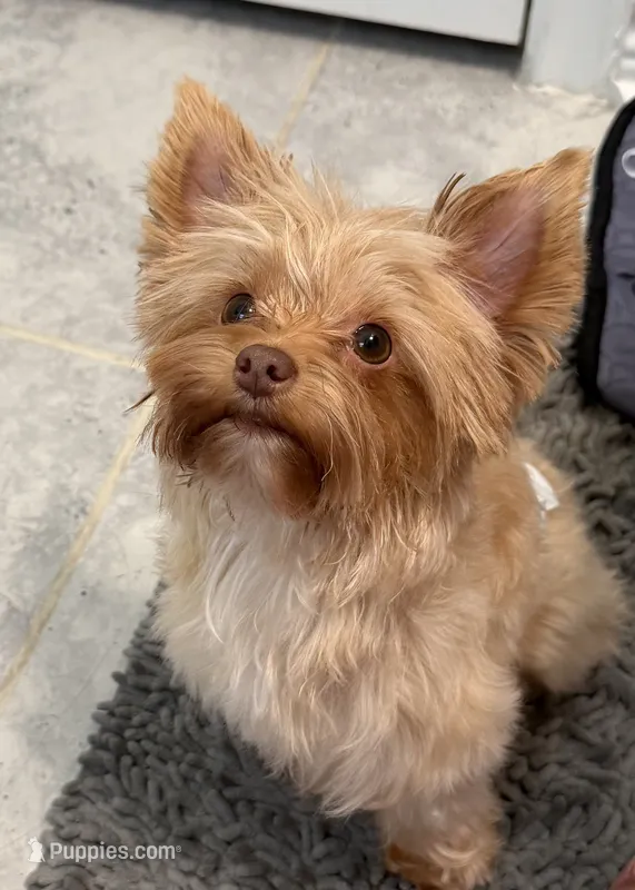 Maximus – Yorkshire Terrier puppy for sale in Bulverde, TX
