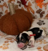 Red, a male Yorkshire Terrier for sale in Bulverde, TX – 4 of 4