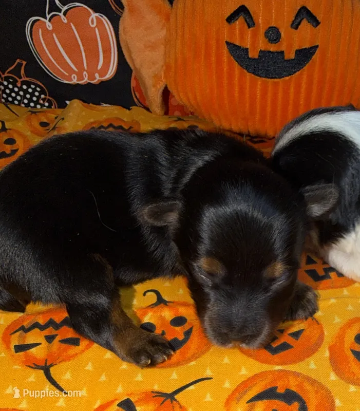 Blue – Yorkshire Terrier puppy for sale in Bulverde, TX