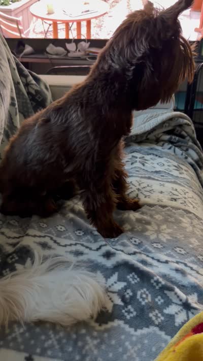 Nala, a female Yorkshire Terrier for sale in Spring Branch, TX – 2 of 2